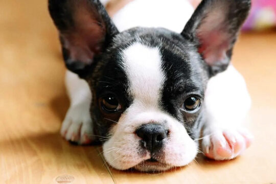 Viajar con Perro a Cabo de Gata